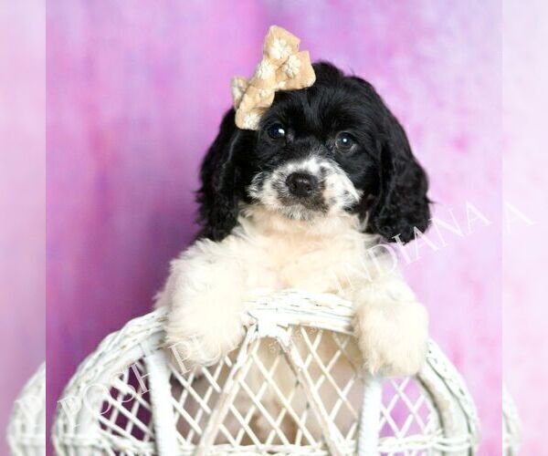 Medium Photo #1 Cavapoo (Miniature) Puppy For Sale in WARSAW, IN, USA