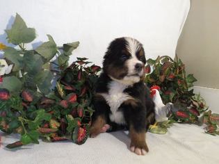 Bernese Mountain Dog Puppy for sale in GWYNN OAK, MD, USA