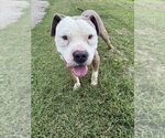 Small #2 American Pit Bull Terrier