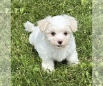 Small #12 Maltese