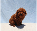 Small #5 Poodle (Toy)