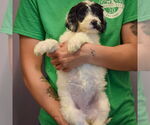 Small #2 Spaniel Mix