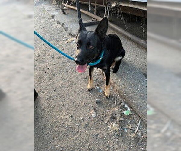 Medium Photo #1 German Shepherd Dog Puppy For Sale in Stockton, CA, USA
