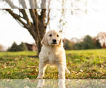Small Photo #6 Golden Retriever Puppy For Sale in WARSAW, IN, USA