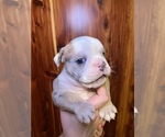 Small Photo #14 Bulldog Puppy For Sale in GREERS FERRY, AR, USA