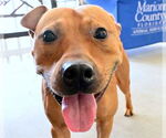 Small #1 American Pit Bull Terrier Mix