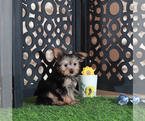 Medium Photo #3 Yorkshire Terrier Puppy For Sale in MOUNT VERNON, OH, USA