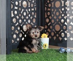 Small #2 Yorkshire Terrier