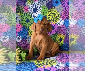 Vizsla Puppy for sale in KINZERS, PA, USA