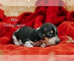 Small Photo #2 Dachshund Puppy For Sale in TULSA, OK, USA
