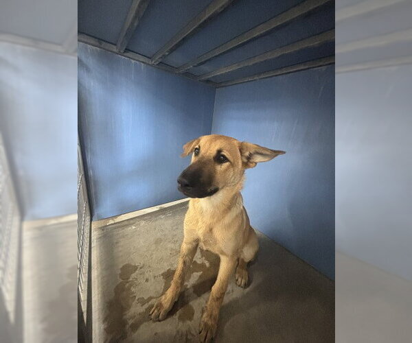 Medium Photo #1 German Shepherd Dog-Unknown Mix Puppy For Sale in San Bernardino, CA, USA