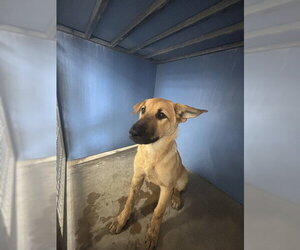German Shepherd Dog-Unknown Mix Dogs for adoption in San Bernardino, CA, USA