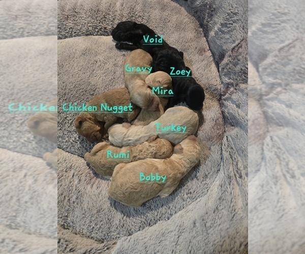 Medium Photo #2 Goldendoodle mix (+ Poodle Standard) Puppy For Sale in LA PINE, OR, USA
