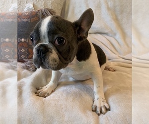French Bulldog Puppy for sale in JOHNS ISLAND, SC, USA