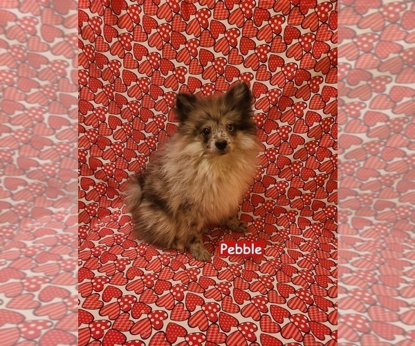 Medium Photo #1 Pomeranian Puppy For Sale in CLARKSVILLE, TN, USA