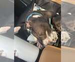 Small #10 American Pit Bull Terrier Mix