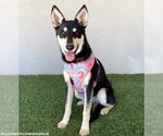 Small Photo #3 Miniature Pinscher-Siberian Husky Mix Puppy For Sale in San Diego, CA, USA