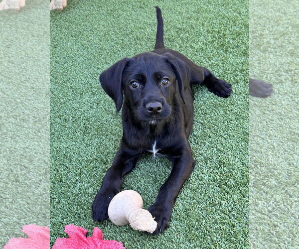 Medium Photo #5 Mutt Puppy For Sale in Fort Worth, TX, USA