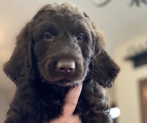 Labradoodle Puppy for sale in GR, MI, USA