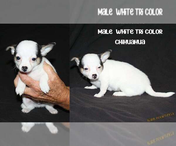 Medium Photo #1 Chihuahua Puppy For Sale in HUDSONVILLE, MI, USA