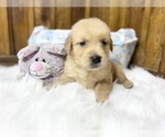 Small #3 Golden Retriever