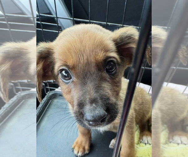 Medium Photo #2 Australian Shepherd-Unknown Mix Puppy For Sale in Omaha, NE, USA