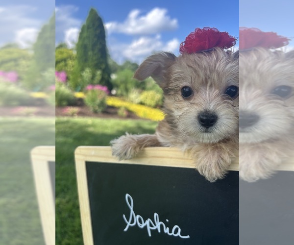 Medium Photo #9 Yo-Chon Puppy For Sale in BELFAST, OH, USA