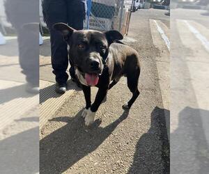 American Pit Bull Terrier Dogs for adoption in Stockton, CA, USA