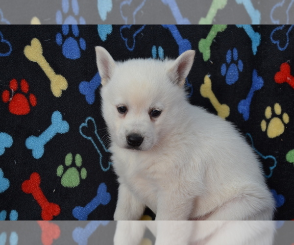 Medium Photo #8 Alaskan Klee Kai Puppy For Sale in GREENWOOD, WI, USA