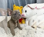 Puppy 2 French Bulldog