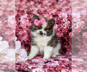 Pomeranian Puppy for sale in CHRISTIANA, PA, USA