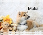 Small #3 Shiba Inu