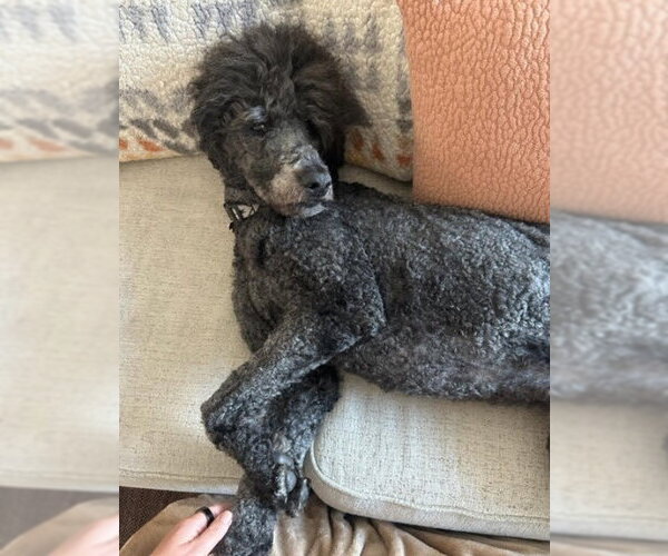 Medium Photo #3 Poodle (Standard) Puppy For Sale in San Diego, CA, USA