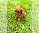 Small #2 Maltipoo (Miniature)
