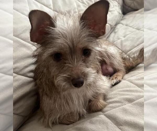 Medium Photo #1 Border Terrier-Unknown Mix Puppy For Sale in San Diego, CA, USA