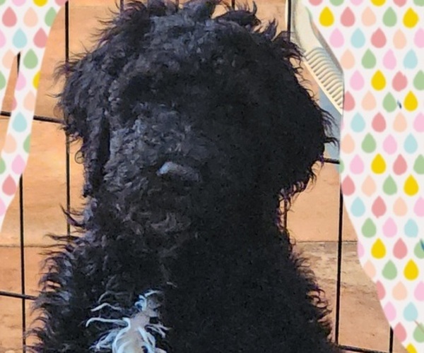 Medium Photo #1 Goldendoodle Puppy For Sale in JACKSONVILLE, FL, USA