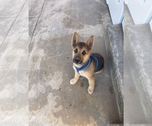 German Shepherd Dog Puppy for sale in SUISUN CITY, CA, USA