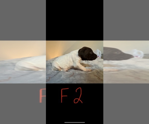 Medium Photo #2 German Shorthaired Pointer Puppy For Sale in FULTON, MO, USA