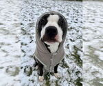 Small #10 American Pit Bull Terrier Mix