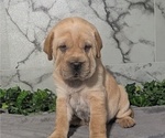Small Photo #36 Cocker-Pei Puppy For Sale in GOSHEN, IN, USA
