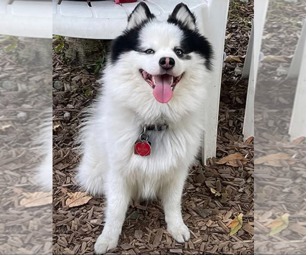 Medium Photo #1 Pomsky-Shiba Inu Mix Puppy For Sale in NASHUA, NH, USA