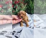 Puppy 1 Cavapoo mix (+ Poodle Miniature)