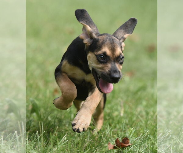 Medium Photo #5 Australian Shepherd-Beagle Mix Puppy For Sale in Mechanicsburg, PA, USA