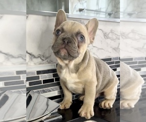 French Bulldog Puppy for sale in BELLAIRE, TX, USA
