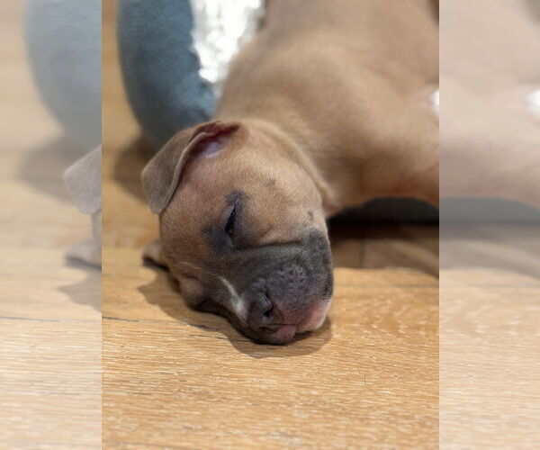 Medium Photo #2 Mutt Puppy For Sale in Philadelphia, PA, USA