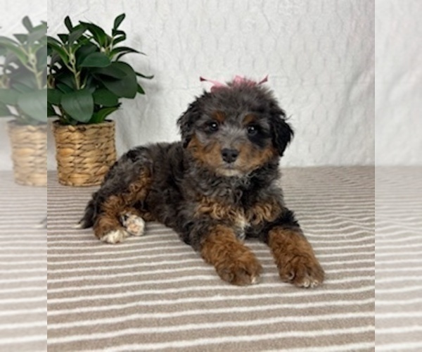 Medium Photo #2 Bernedoodle (Miniature) Puppy For Sale in GREENFIELD, IN, USA