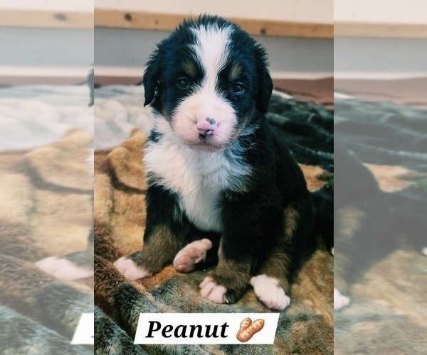 Medium Photo #2 Bernese Mountain Dog Puppy For Sale in SUPERIOR, WI, USA