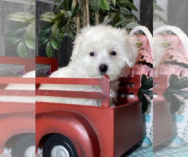 Medium Photo #2 Havaton Puppy For Sale in CANOGA, NY, USA