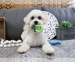 Small Photo #5 Havanese Puppy For Sale in SYRACUSE, IN, USA