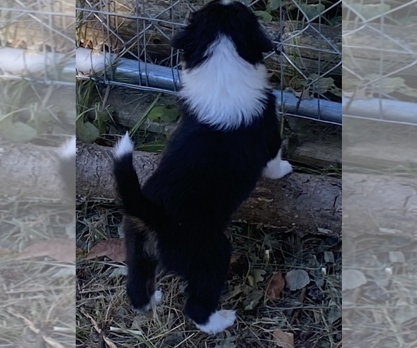 Medium Photo #11 Aussiedoodle Puppy For Sale in ONAWAY, MI, USA